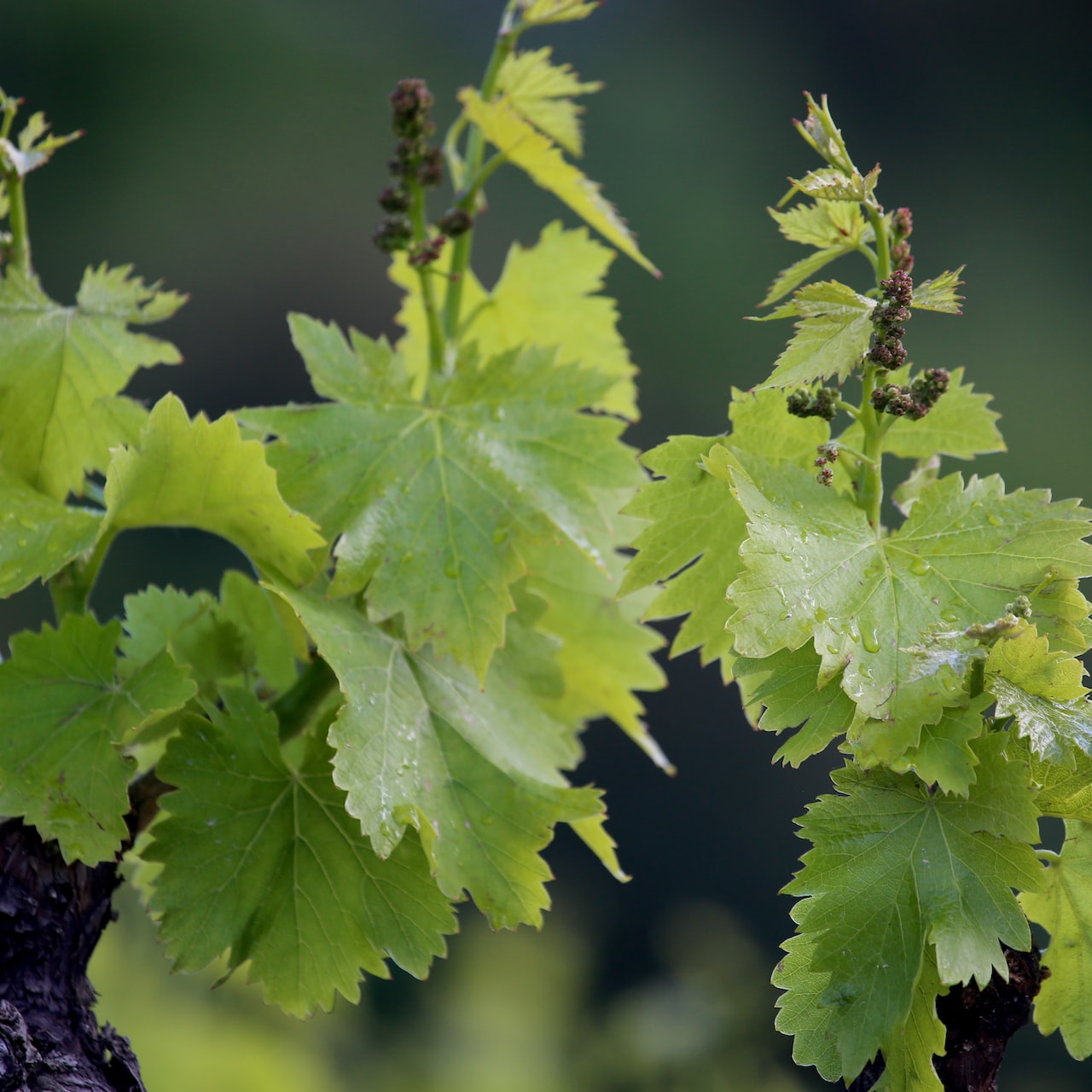 green and white maple leaf